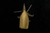 Chilo phragmitellus