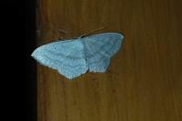 Scopula nigropunctata