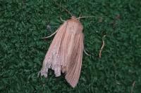 Mythimna impura
