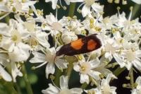 Pammene aurana