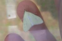 Sitochroa palealis