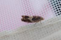 Epinotia tenerana