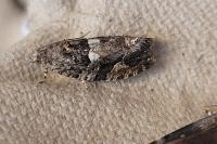 Eudemis profundana