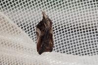 Acleris cristana
