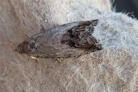 Cydia splendana