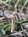 Ancylolomia tentaculella
