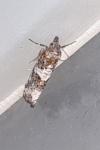 Argyrotaenia ljungiana