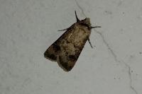 Agrotis segetum
