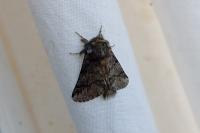 Thaumetopoea processionea