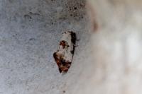 Cochylis hybridella