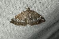 Perizoma alchemillata