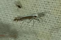 Micrurapteryx kollariella