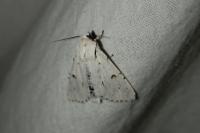 Acronicta leporina