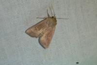 Mythimna albipuncta