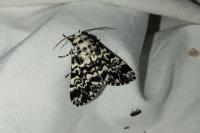Panthea coenobita