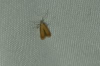 Tischeria