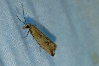 Bactra lancealana