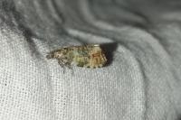 Olethreutes micana