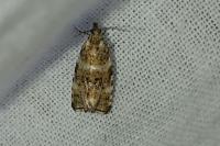Olethreutes micana