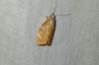 Pandemis cerasana
