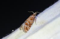 Rhyacionia pinicolana