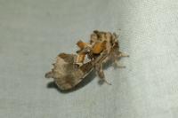 Spatalia argentina