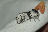 Furcula bicuspis