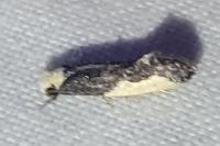 Monopis monachella