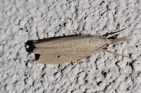 Chilo phragmitellus