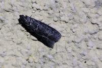 Ortholepis betulae