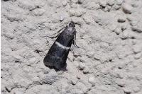Elegia similella/atrifasciella