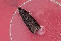 Ortholepis betulae