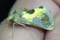 Diachrysia stenochrysis