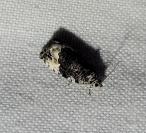 Apotomis sororculana