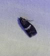 Elegia similella/atrifasciella