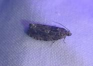 Eudemis profundana