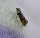 Clavigesta purdeyi