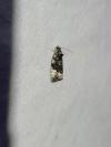 Apotomis sororculana