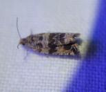 Celypha cespitana