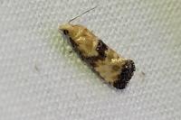 Eupoecilia angustana
