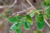 Agriphila inquinatella
