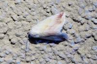 Eublemma purpurina