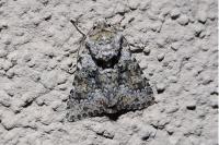 Hecatera dysodea