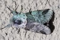 Furcula furcula