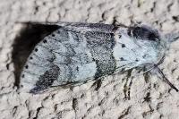 Furcula furcula