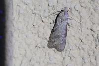 Lamoria anella