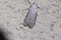 Lamoria anella