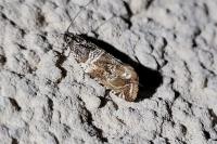 Celypha cespitana