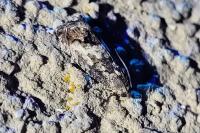 Cydia splendana
