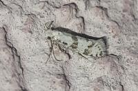 Scythropia crataegella